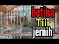 Download Lagu Pancingan Prenjak Betina Gacor, bikin Prenjak Jantan langsung Gacor nyaut.