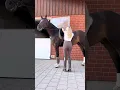 Download Lagu Big boy! How tall is your horse? 😊🐴 #equestrian #horse #short