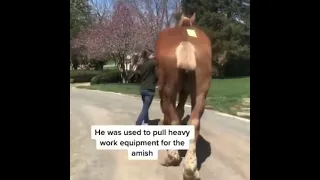 الحصان الظخم يزيد على 20h ويصل طوله 6 أقدام مع ذيله الخلفي 