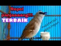 Download Lagu 1 jam Trucukan gacor ropel panjang pagi hari 1