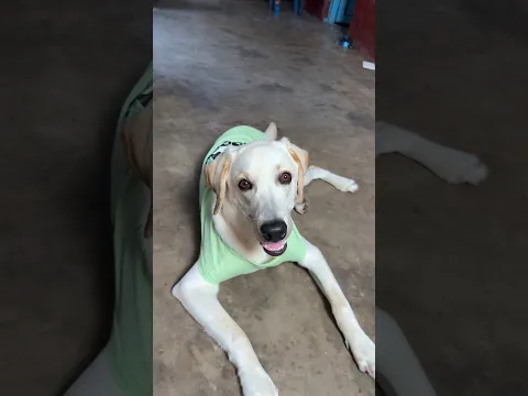 MiCO এ কেমন গান করছে 😂🐶