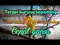 Download Lagu Terapi untuk kepodang bahan,macet bunyi,susah bunyi,stres
