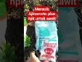 Download Lagu cara meracik pupuk Ajinomoto untuk tanaman sawit #shortvideo #kelapasawit #ajinomoto