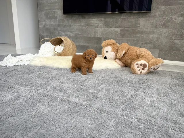 動画