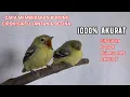 Download Lagu Cara Membedakan Anakan Burung CIPOH/SIRTU JANTAN \u0026 BETINA 1000% AKURAT