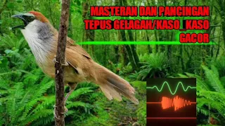 Download SUARA KICAU TEPUS GELAGAH/KASO_KASO GACOR COCOK BUAT PANCINGAN DAN MASTERAN MP3