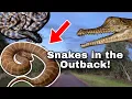 SEARCHING FOR AUSTRALIAN SNAKES Northern Territory