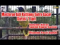 Download Lagu Kutilang Sutra Super Gacor Untuk Pancingan Burung Anda Tempo Santai