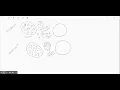 Cross section Eudicot Monocot