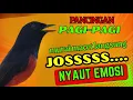 Download Lagu PANCINGAN PAGI-PAGI AGAR MURAI GACOR❗❗ MURAI MACET PASTI NYAUT EMOSI❗❗