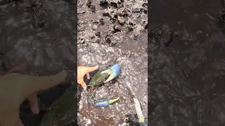 GIANT MUDCRAB Lives In This Hole 🦀