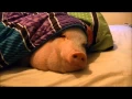 Sleeping Pig Wakes Up for a Cookie!