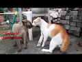 مهرجان  مالك يا صحبي احكيلي