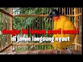 Lagu kutilang emas gacor, bikin lawan emosi