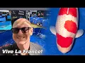 Download Lagu 🇫🇷 France Koi Show 2025 – Major Awards \u0026 Sfeerimpressie uit La Couture