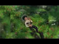 Download Lagu عروسة النور ( بطيئ ) | على جبين سعادة | || Slow Islamic song