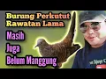 Lagu Atasi Burung Perkutut Rawatan Lama ,Masih Juga Belum Mau Manggung Gacor @mangoendjoyochannel8053
