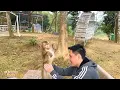 Dad checks on Monkey Kaka s health after a long time