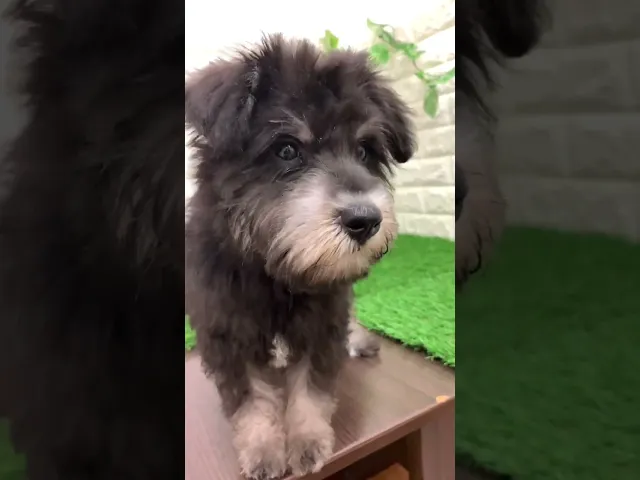 動画