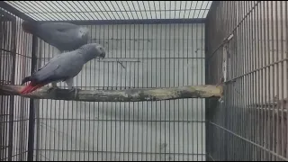 Bahot He Acha Pihr Aya Hi G Hamry Pas Breedar Pair Available Jis Ko Cahiy Rabta Kary 