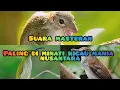Download Lagu suara masteran bajing kekes / pijantung / pelanduk semak