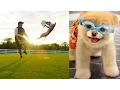 World s Most Amazing Dogs in Super Slow Motion Incredible Dog Challenge in 4K DEVINSUPERTRAMP
