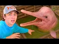 Download Lagu Znalazłem delfiny w kanałach! Uwierzysz w to?
