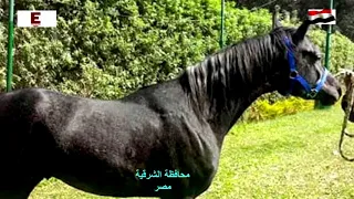 يا هوي الزقازيق يا شرقاوي محافظة الشرقية 