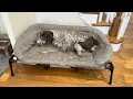 Raised Dog Beds A complete Review