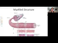 CSCS Exam Chapter 1 - Skeletal Muscle Structure