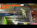 Download Lagu Suara burung betet