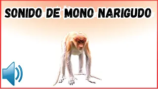sonido de mono narigudo