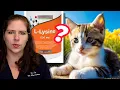 Congested Cat Should You Give Lysine Learn All About Feline Upper Respiratory Infections Dr Em