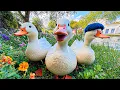 Download Lagu Musik yang Menenangkan dengan Bebek-Bebek Lucu di Tepi Danau ~ Musik untuk Berhenti Berpikir Berl...
