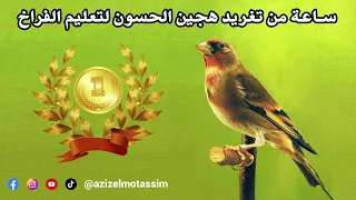 ساعة من تغريد هجين الحسون لتعليم الفراخ 
