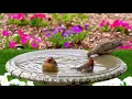 8 Hrs Uninterrupted Birdbath Video for Cats to Watch😻8 Hours of Birds 🐦Splashing CatTV