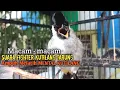 Download Lagu Suara Burung Kutilang Gacor ASLI Tanpa isian, Ampuh untuk Pikat Kutilang bikin kutilang Ribut gacor