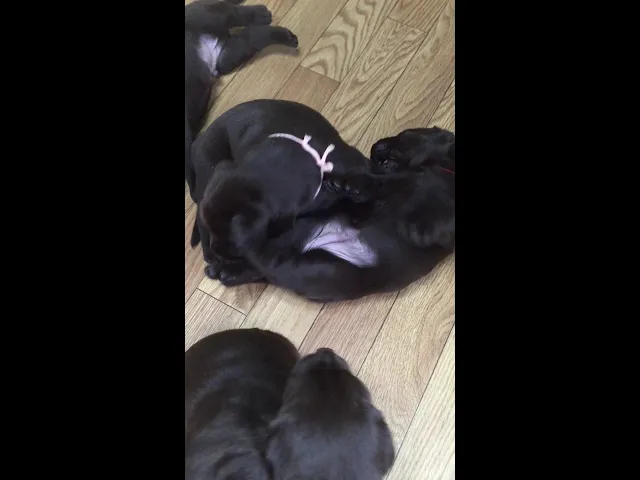 動画