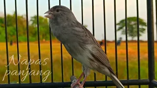 Download Masteran Burung Kicau - kenari starblue Gacor Napas Panjang MP3