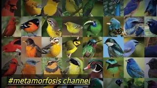 Download MASTERAN Burung Burung Kecil ||  Paling dicari Master Kicau Mania MP3