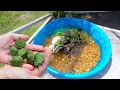 Rescued BABY TURTLES Get Their DREAM HOME