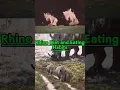 rhino diet and eating habits