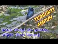 Suara terapi \u0026 pikatan untuk semua jenis burung # paling ampuh atasi burung setres#Srigunting Bukit