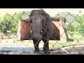 One step closer to improving Kaavan s life forever FOUR PAWS www four-paws org
