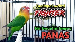 Download SUARA BURUNG LOVEBIRD NGEKEK PANJANG, GACOR FIGHTER PANCING EMOSI, LABET LAIN LANGSUNG PANAS MP3