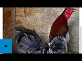 gamefowl single mated hatching