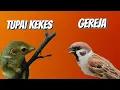 Download Lagu KOMBINASI BURUNG GEREJA_TUPAI KEKES MASTERAN JERNIH