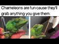Animal Memes