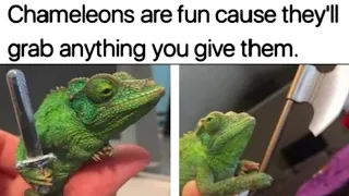 Animal Memes