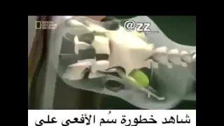 خطورة سم الافعى في جسم الانسان دندنها